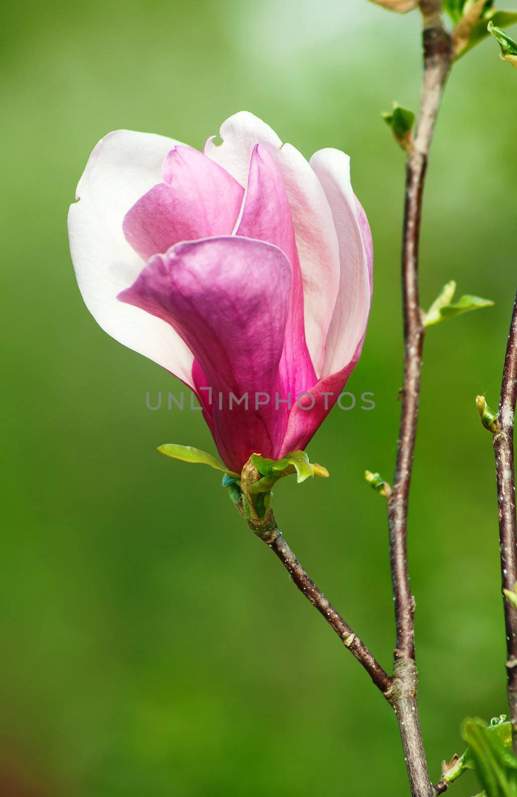 bloom of magnolia flower