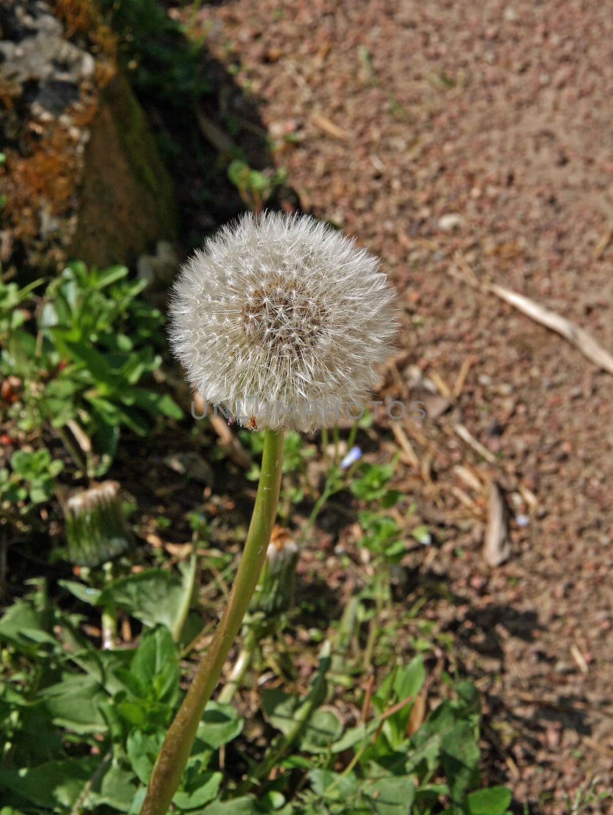 a dandelion in bloom, soft and fragile