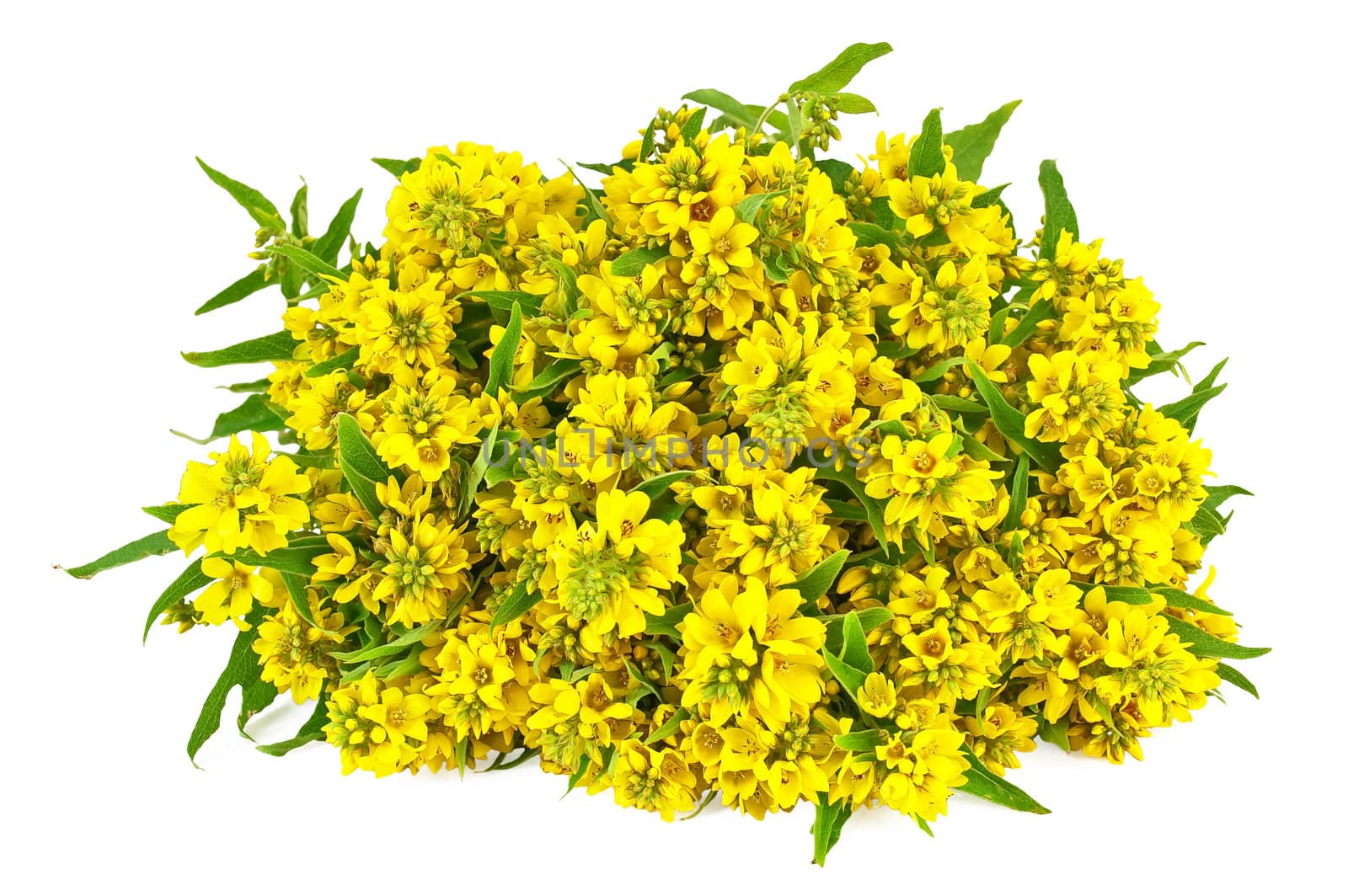 A bouquet of yellow flowers with green leaves isolated on white background