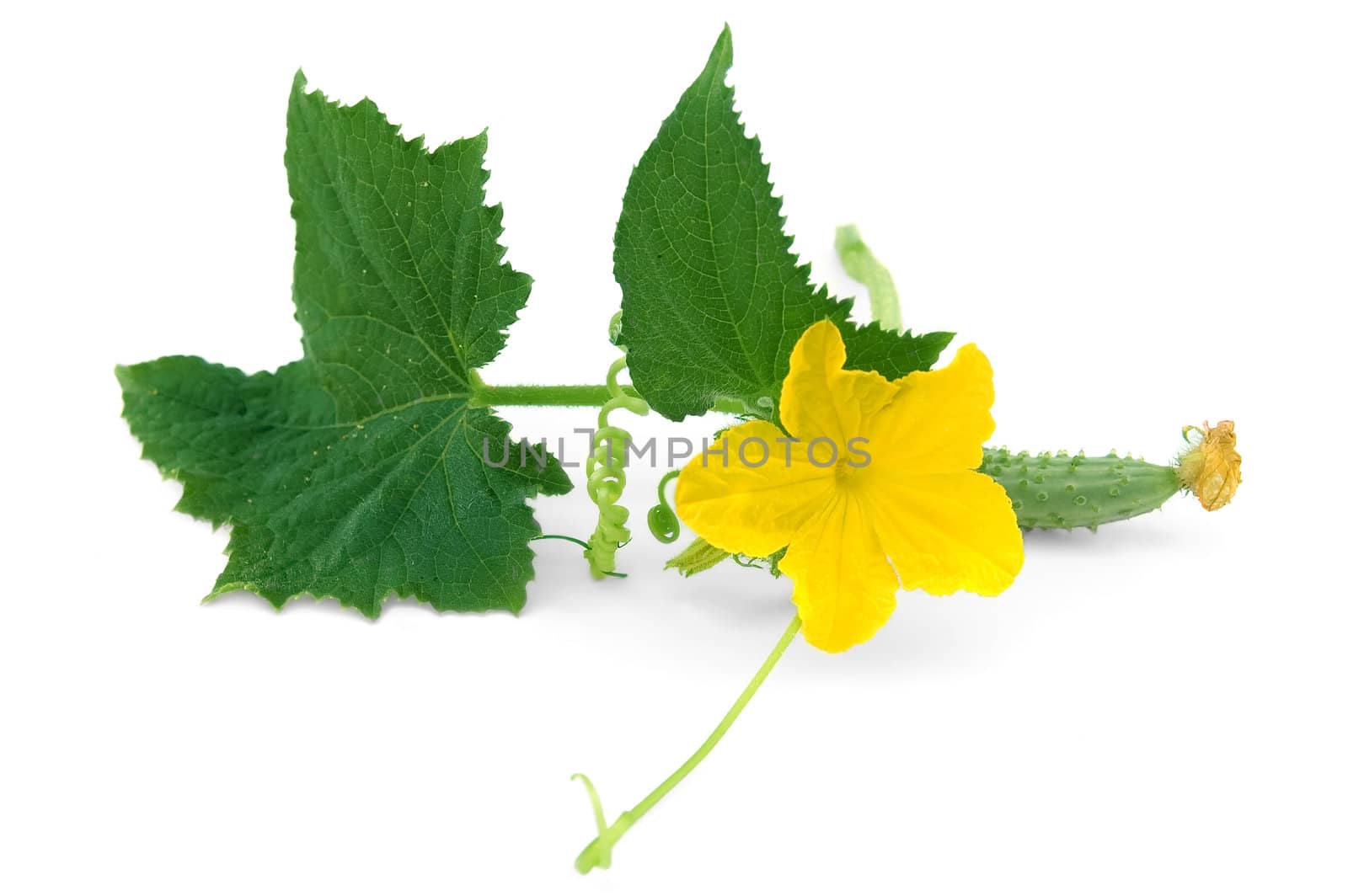 Green leaves, tendrils, yellow flowers and a small cucumber isolated on a white background