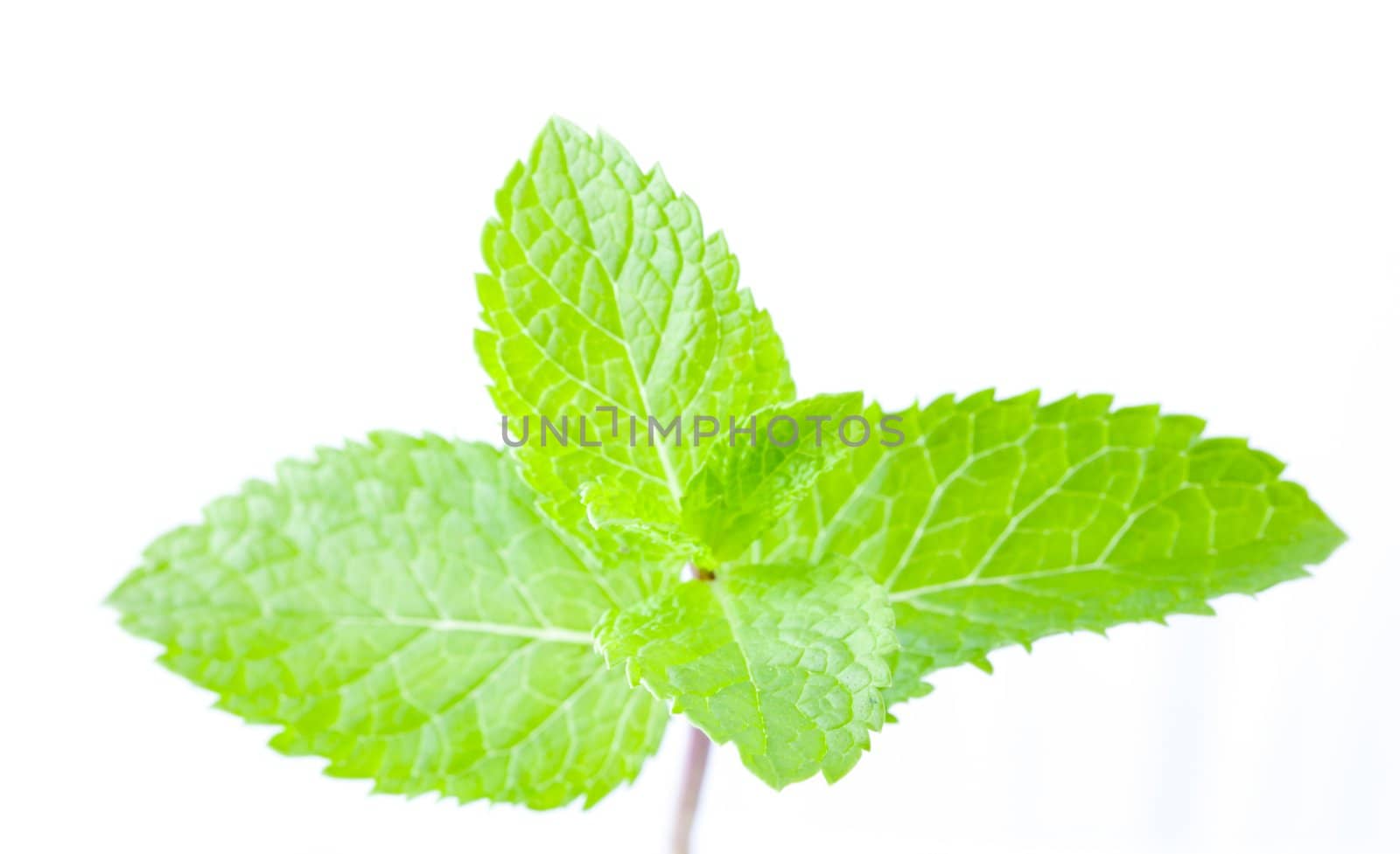 Bright green fresh mint leaves, close up, on a light background
