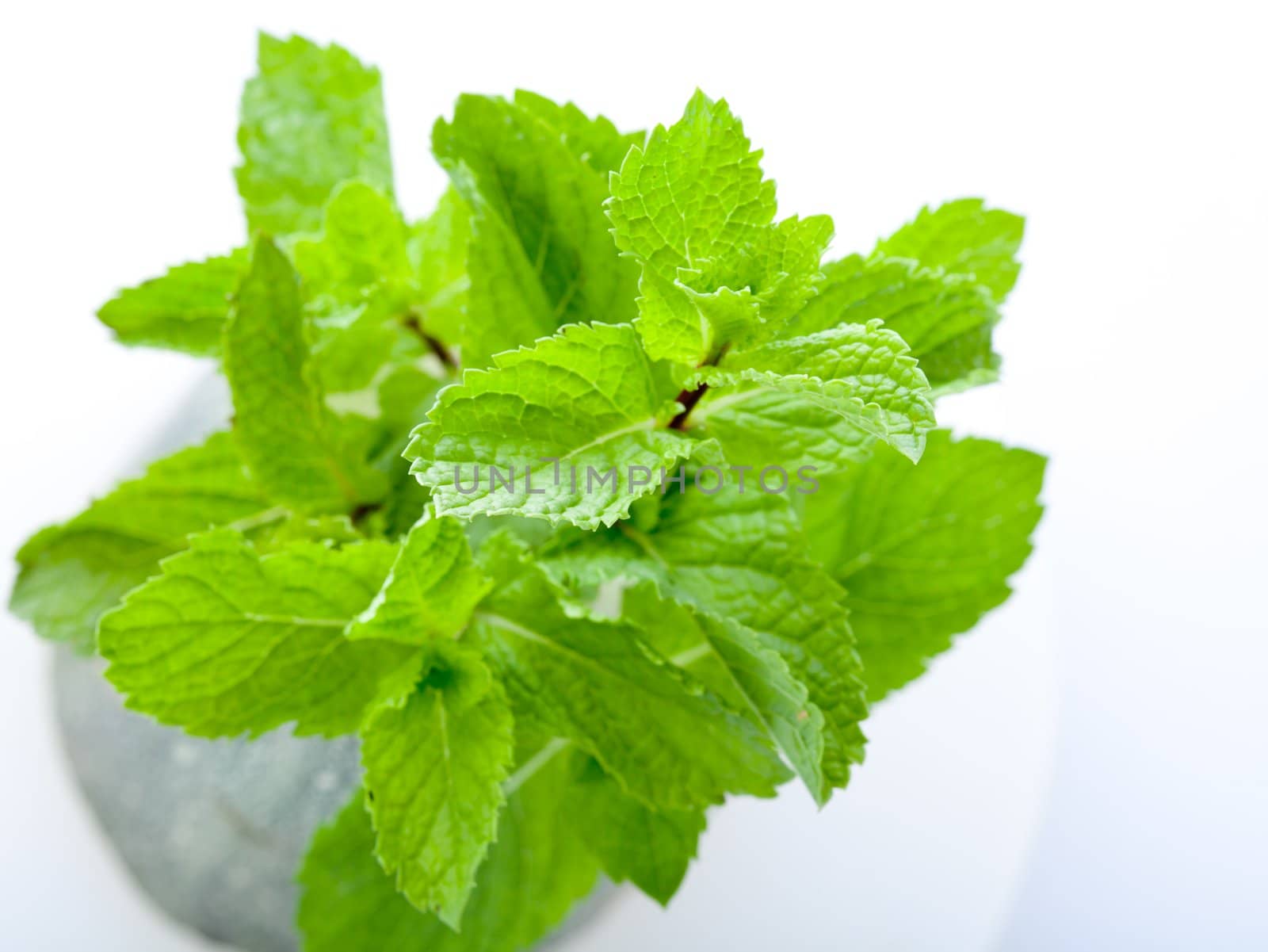 Bright green fresh mint leaves, close up, on a light background
