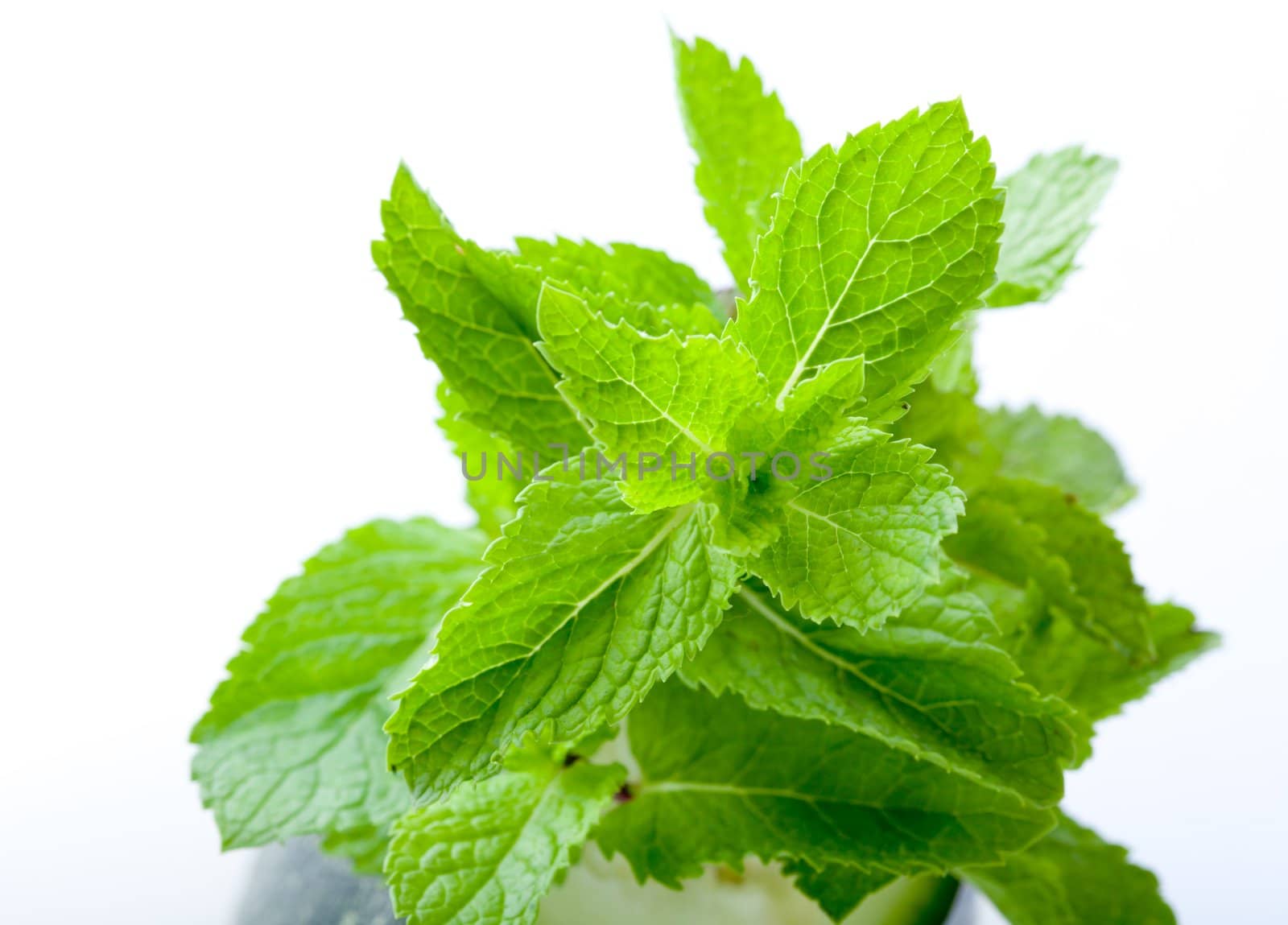Bright green fresh mint leaves, close up, on a light background