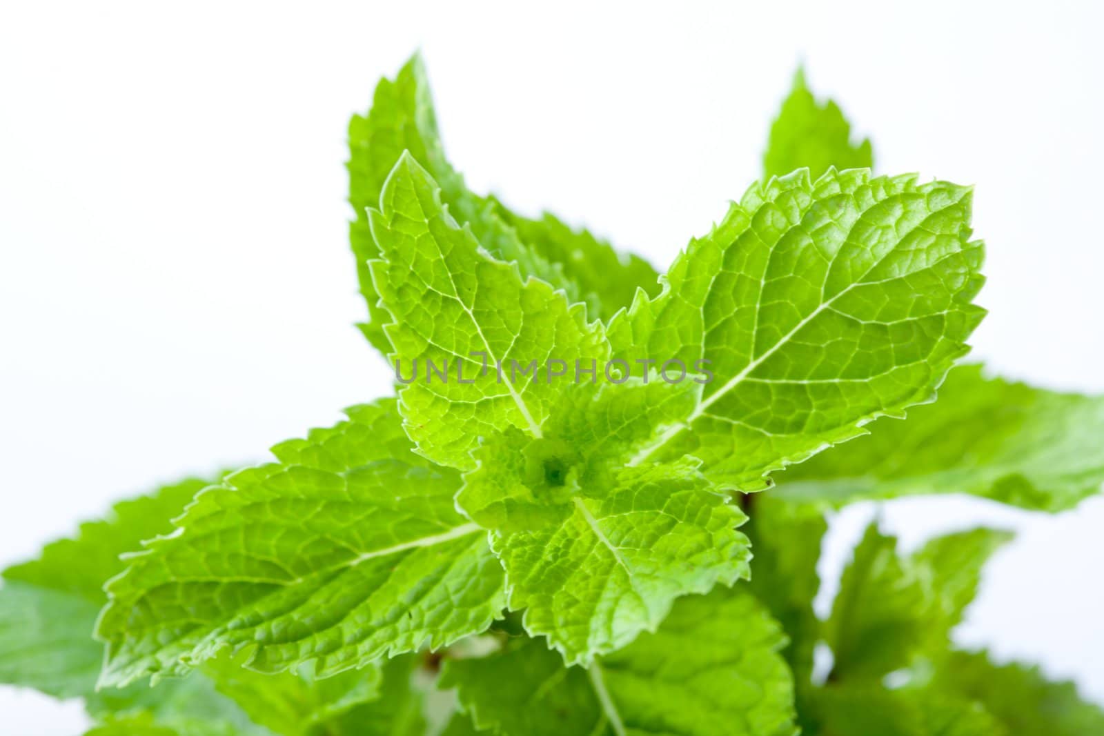 Bright green fresh mint leaves, close up, on a light background