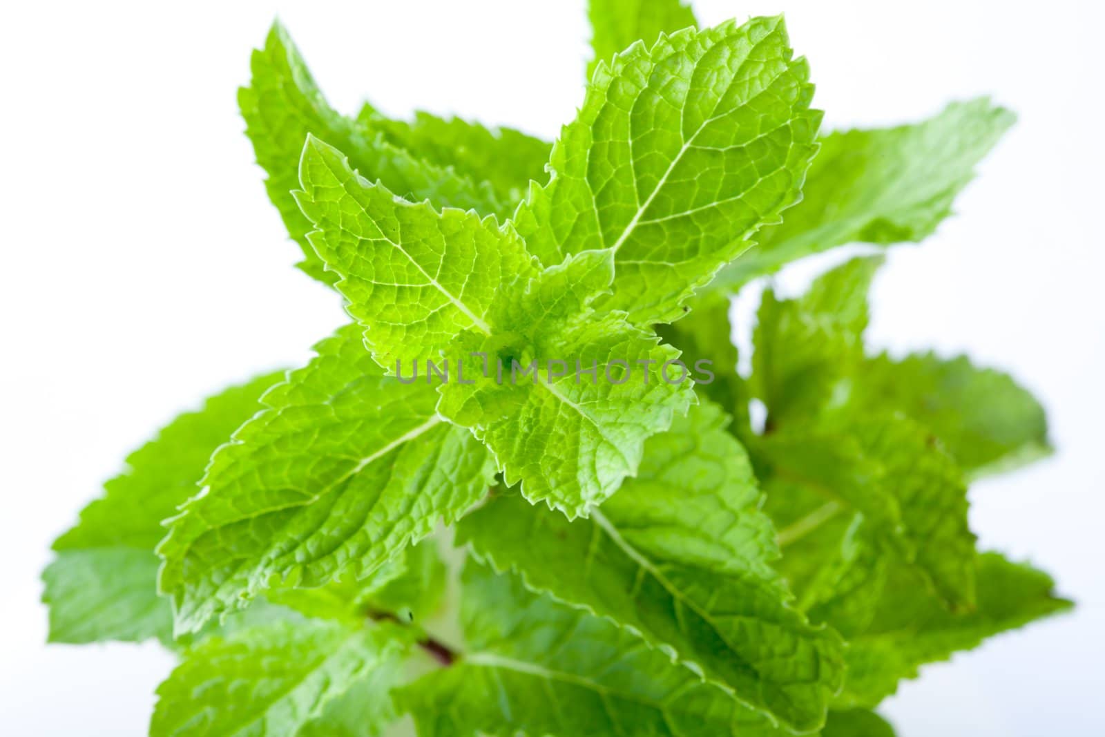 Bright green fresh mint leaves, close up, on a light background