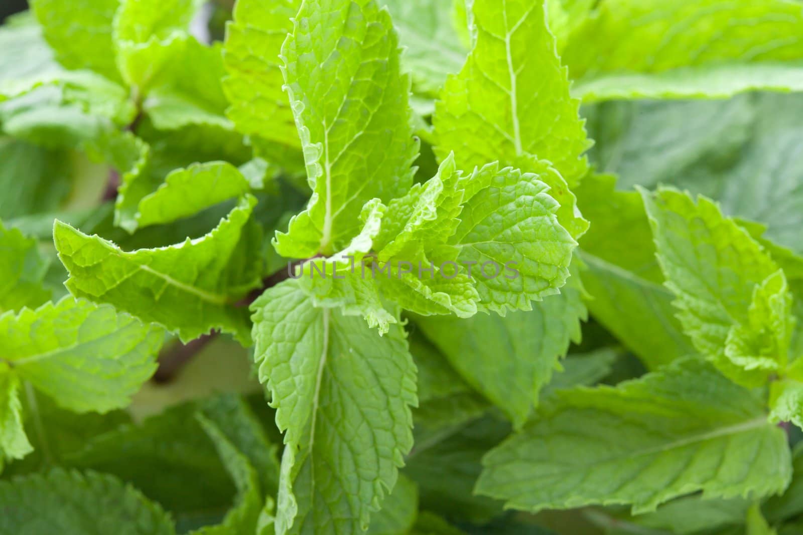 A lot of fresh mint leaves, close-up
