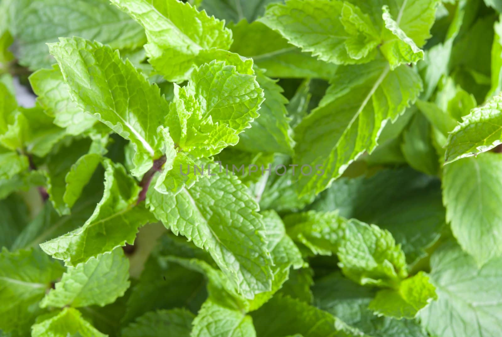 A lot of fresh mint leaves, close-up