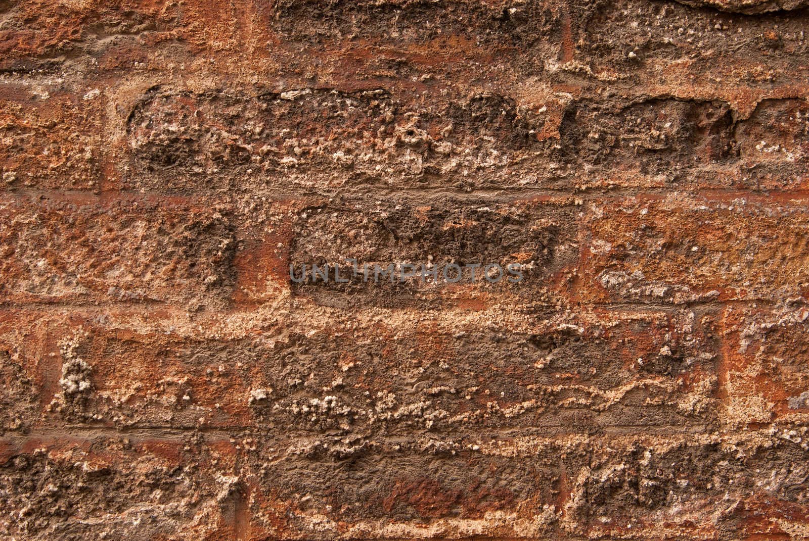 Old brick brown wall is closeup with yellow mould