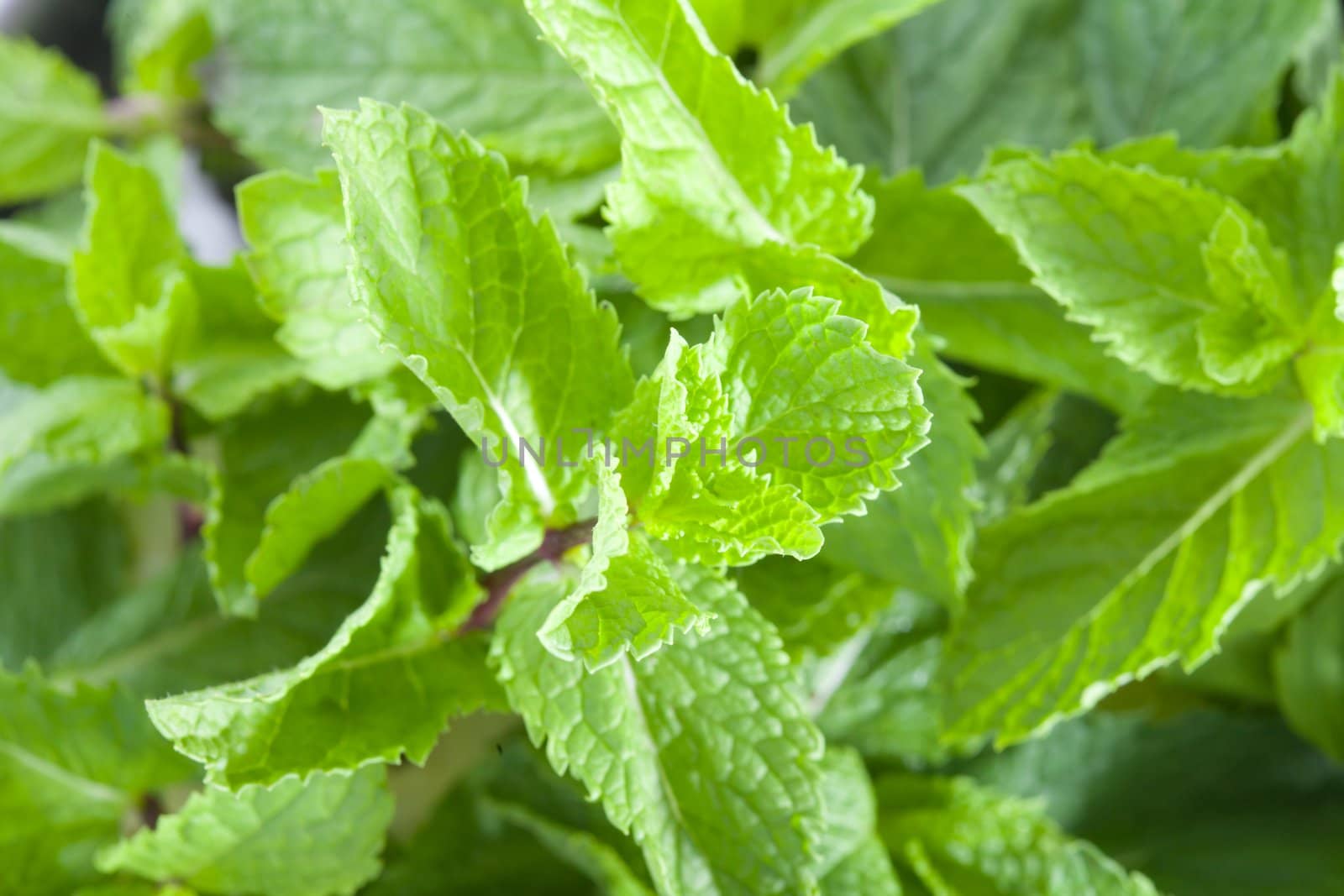 A lot of fresh mint leaves, close-up