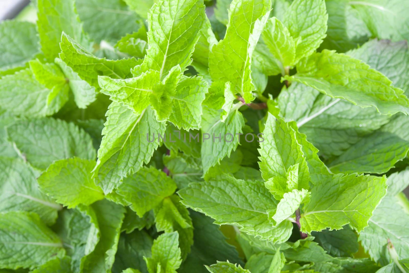 A lot of fresh mint leaves, close-up