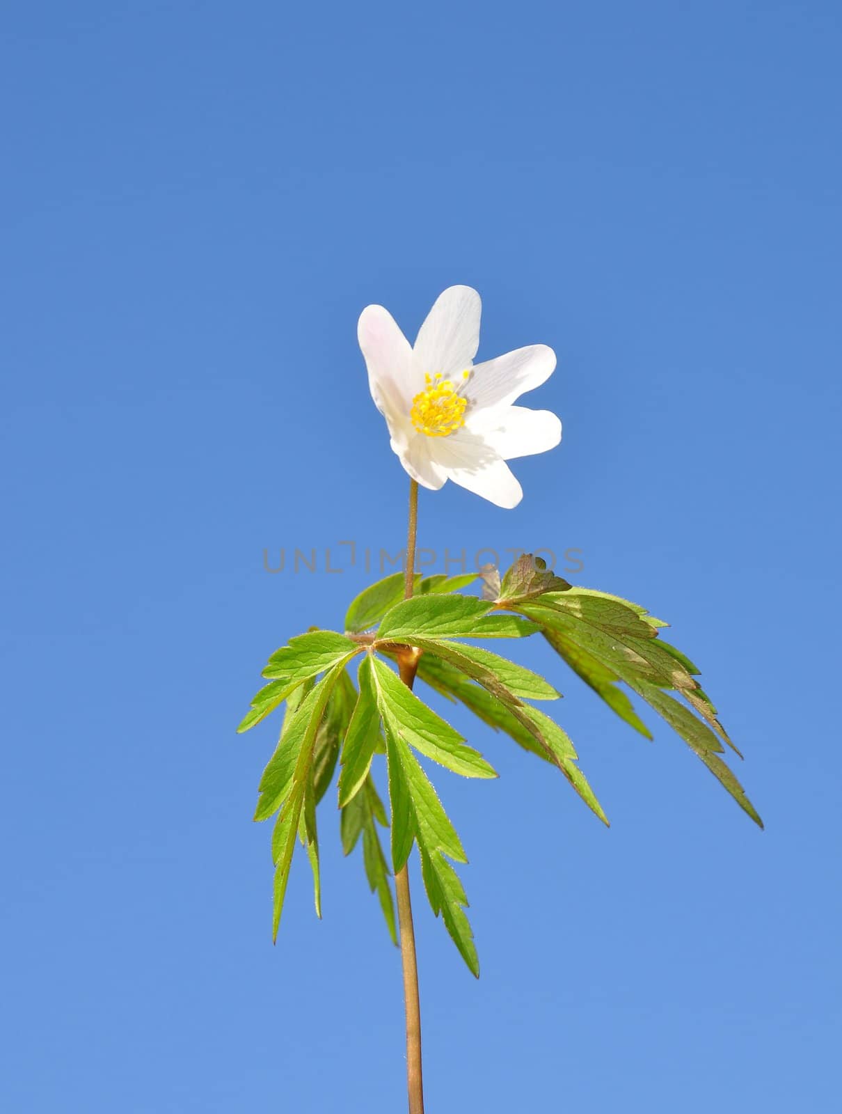 Wood anemone by rbiedermann