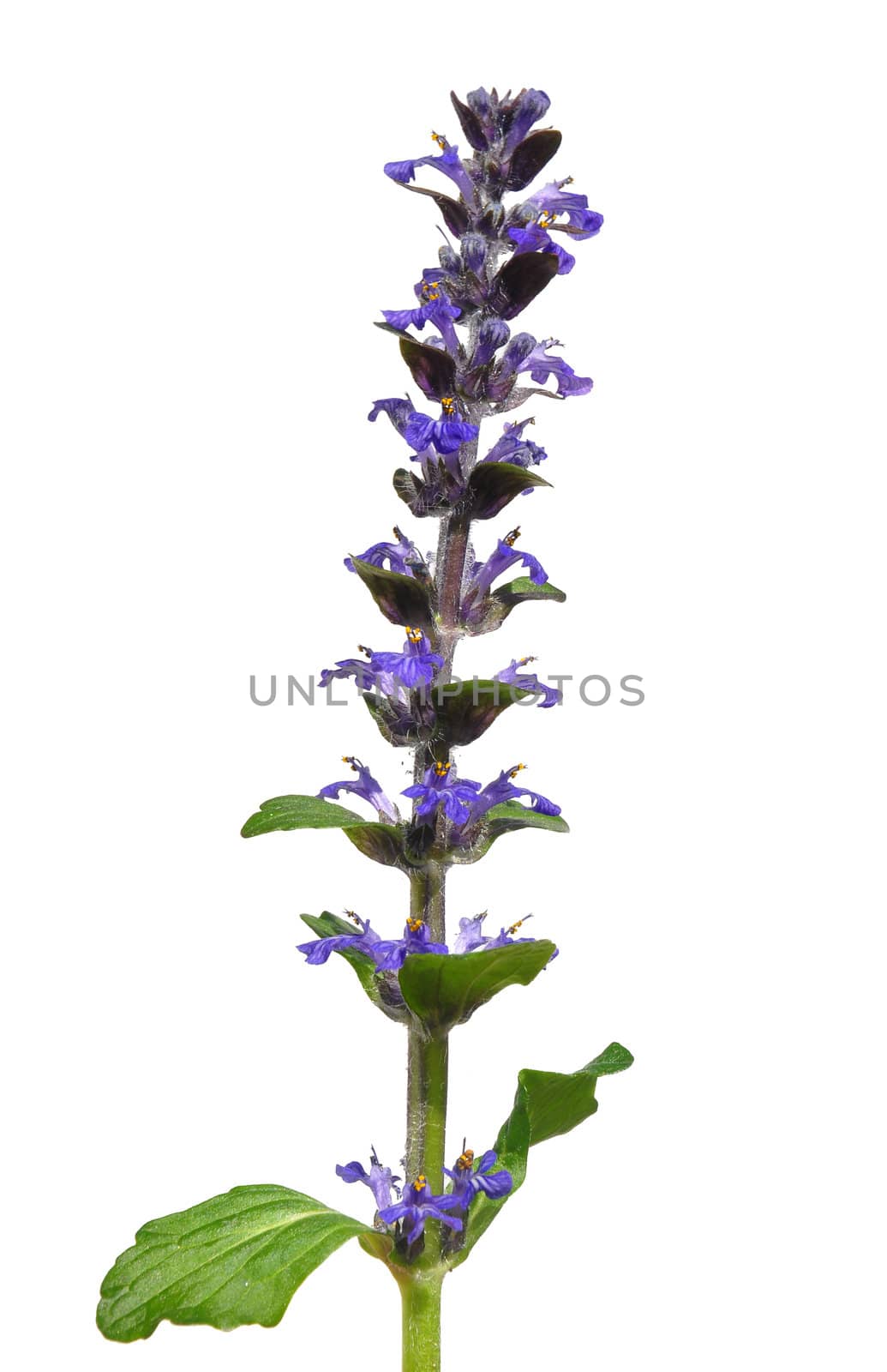 Blue bugle (Ajuga reptans) by rbiedermann