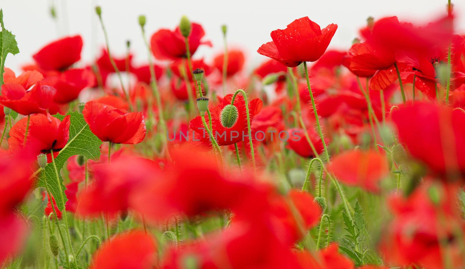 poppy field