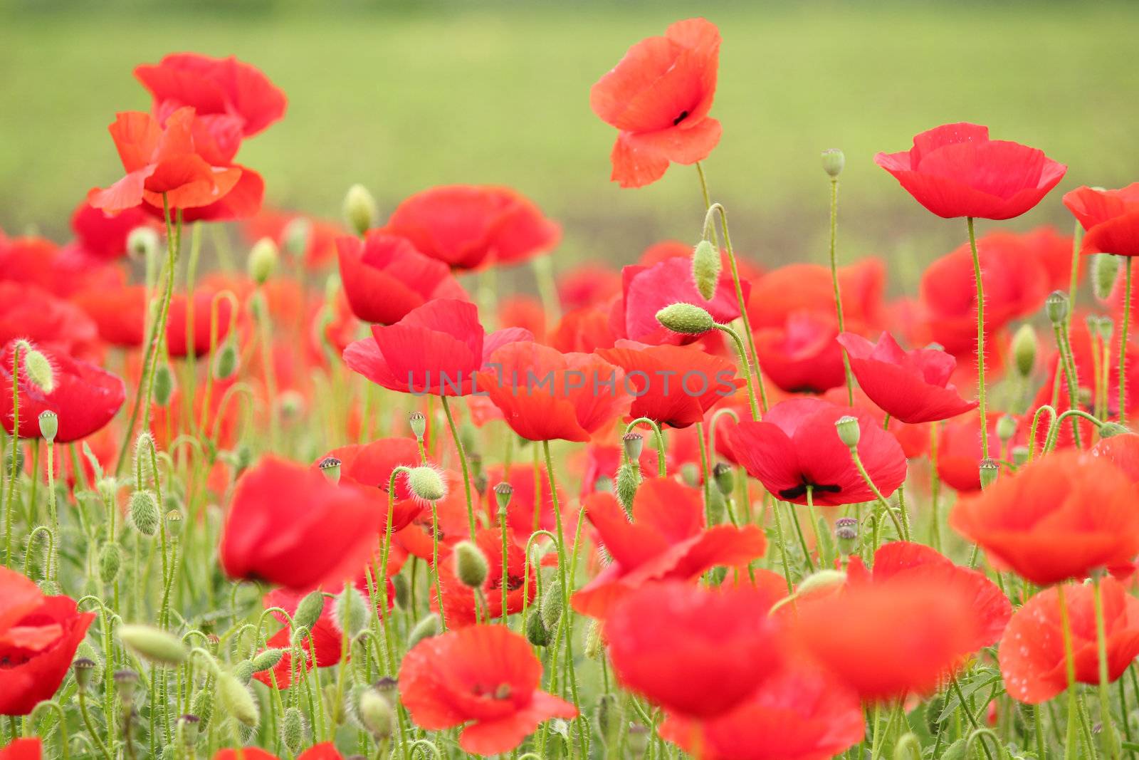 spring scene with red poppy field by goce