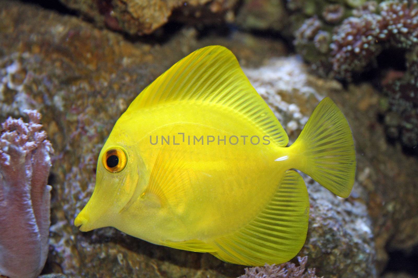 close up yellow tang by lizapixels