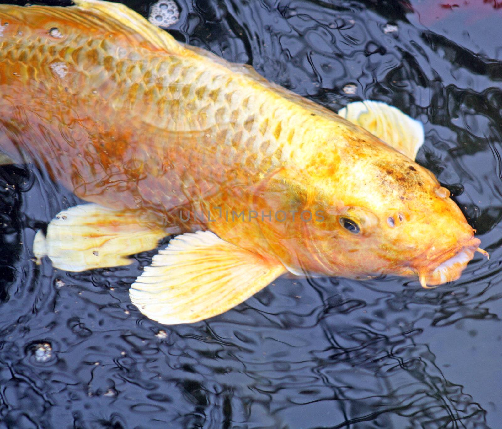 close up koi carp in water