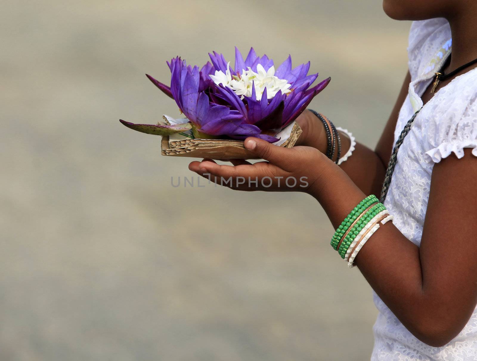 Flowers of a lotus in hands of the little girl