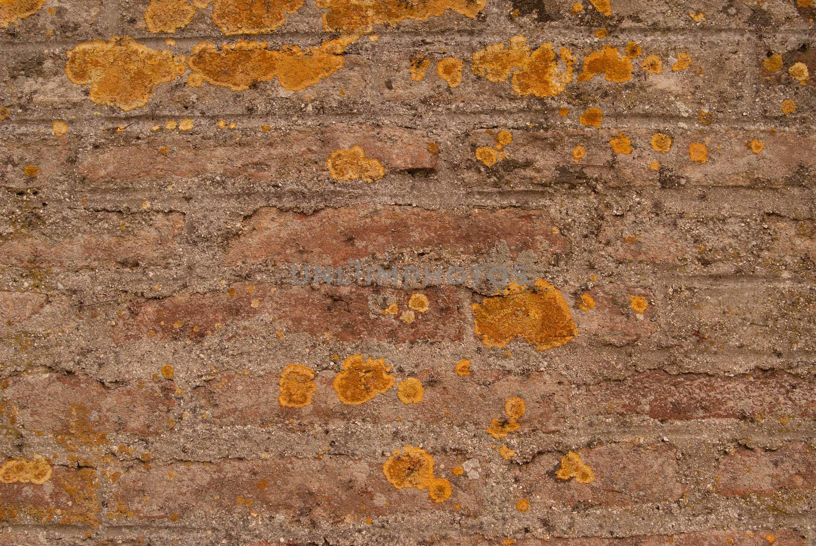 Old brick brown wall is closeup with yellow mould