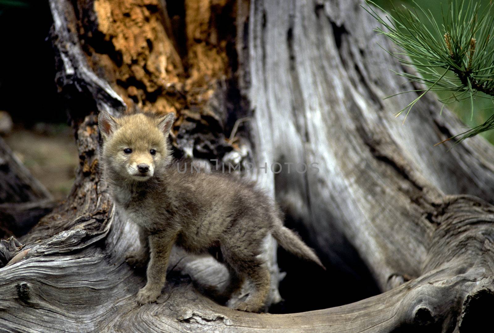 Curious coyote pup at the base of a tree.