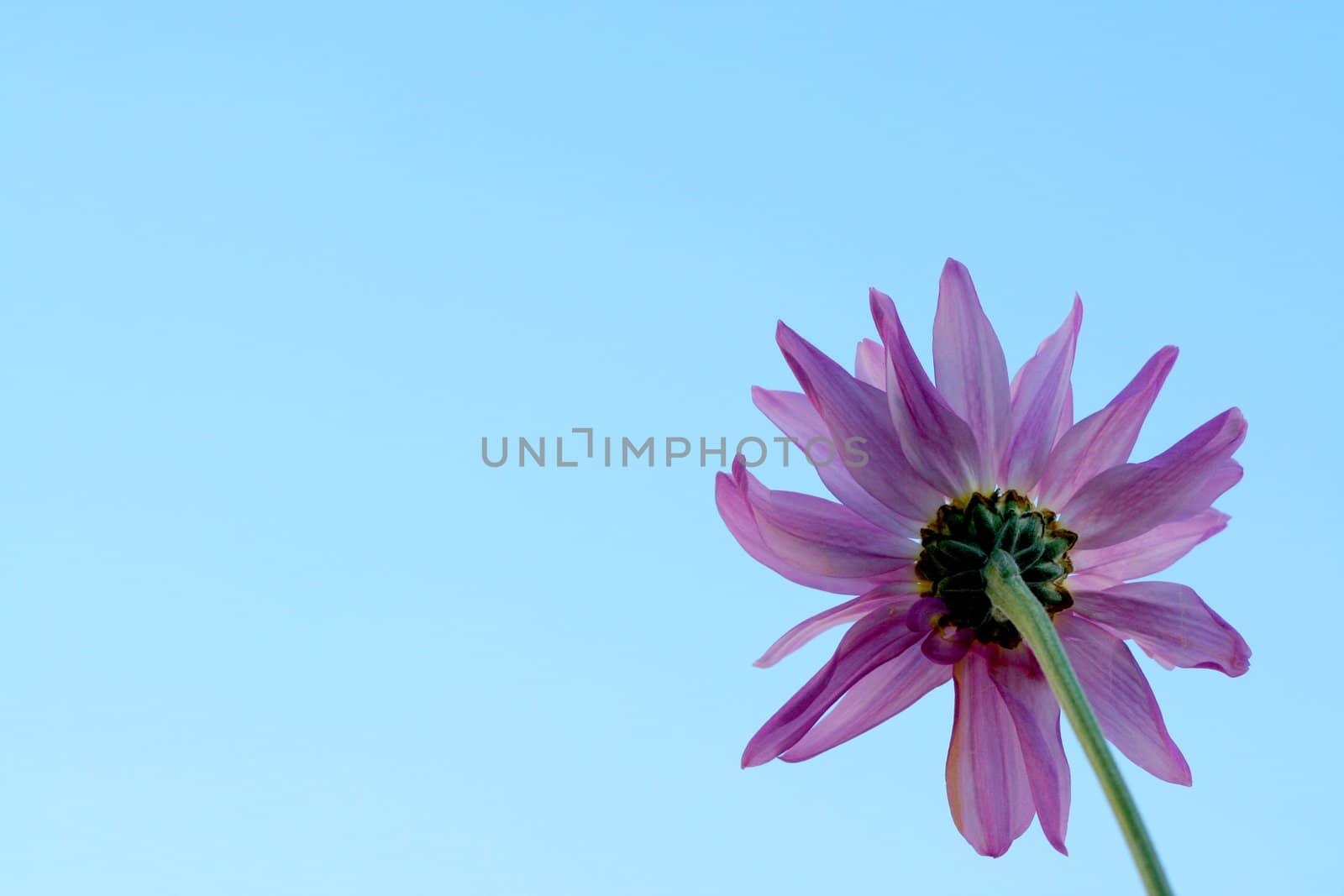 Purple daisy against blue sky
