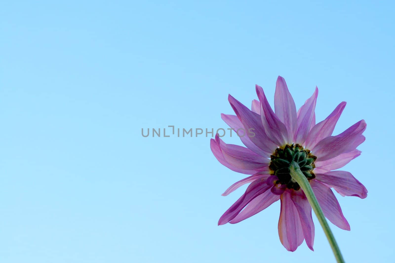 Purple daisy against blue sky