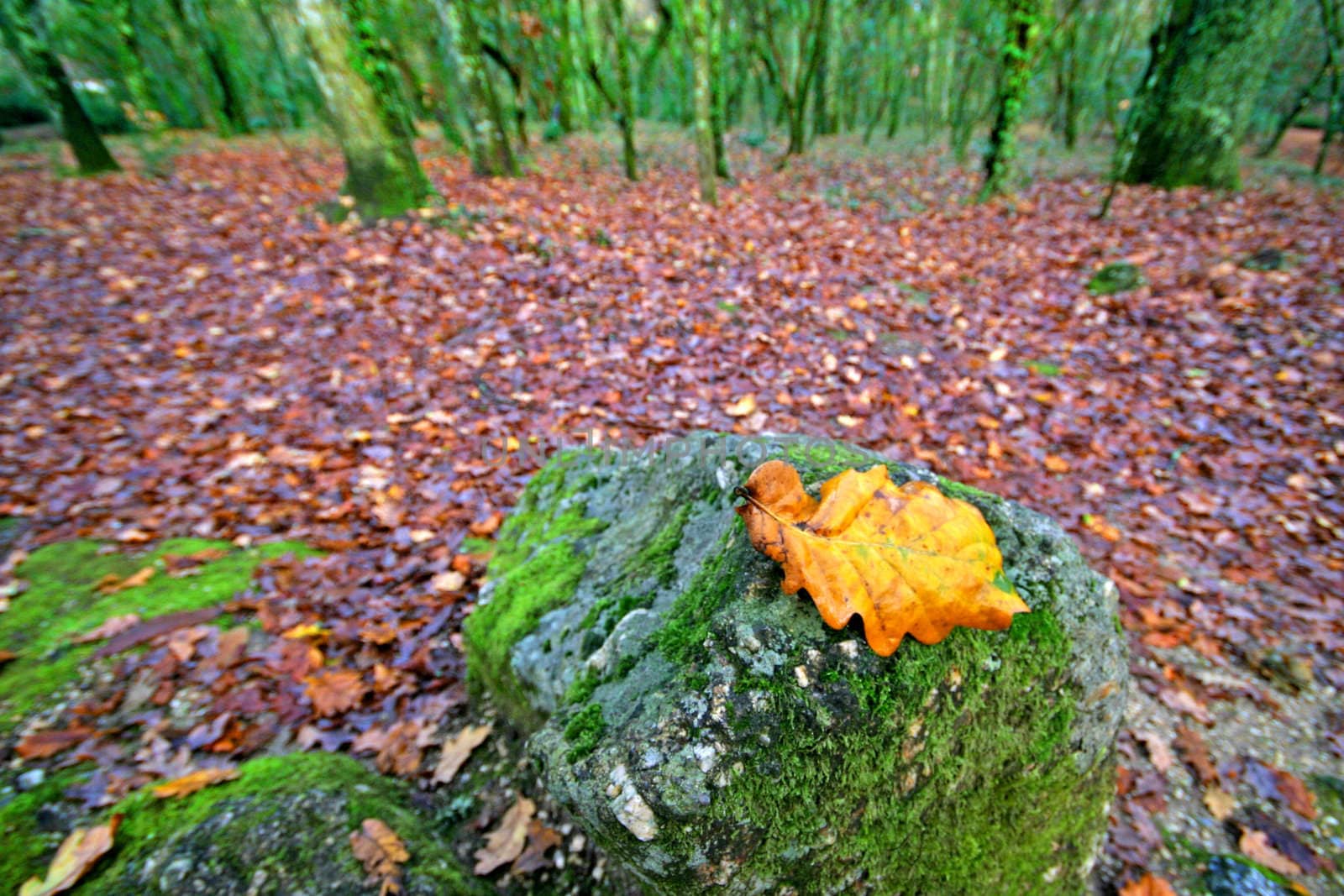 nice and cold autumn landscape