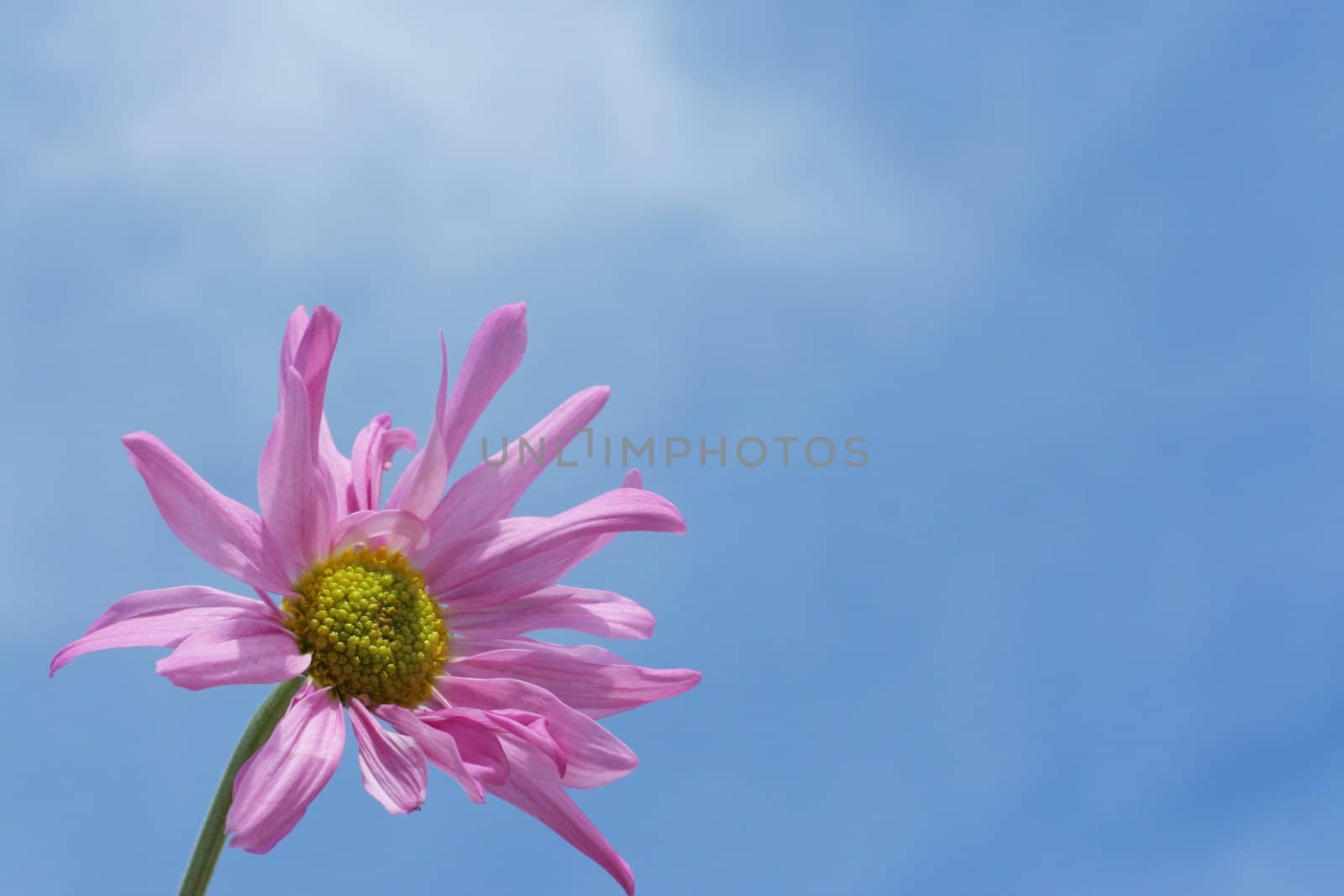 Purple daisy against blue sky