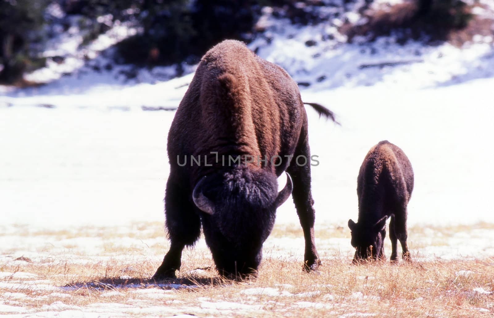 Bison with calf grazing