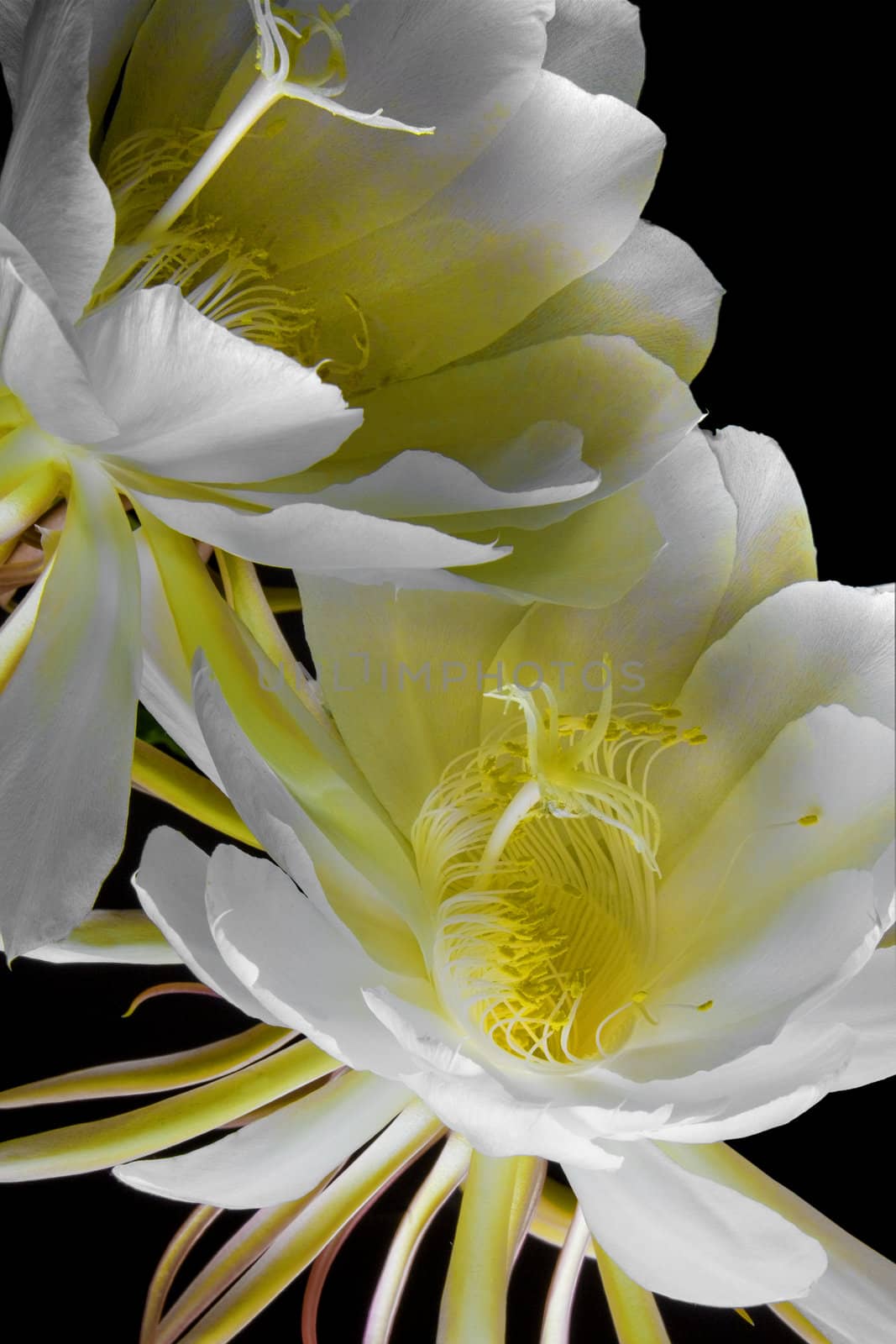 Night Blooming Cereus, 'Queen of the Night' by hotflash2001