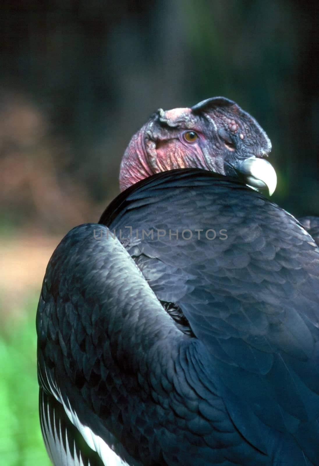 Andean condor