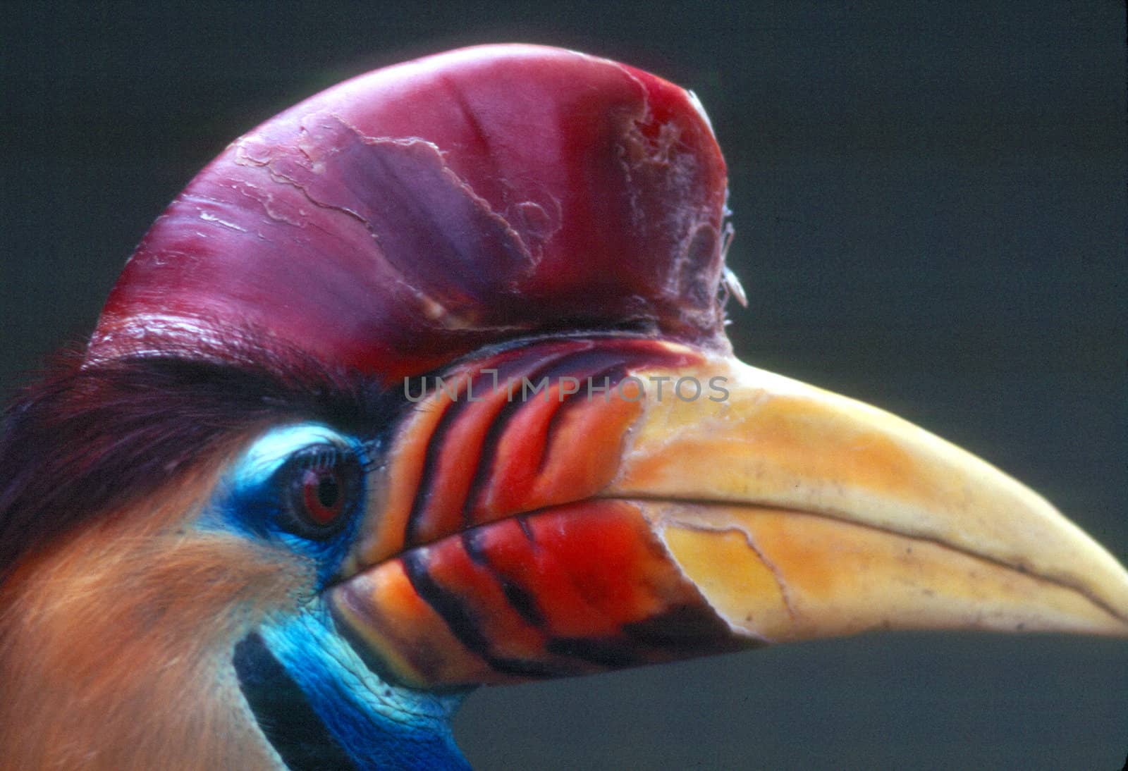 close up of a Buton Hornbill