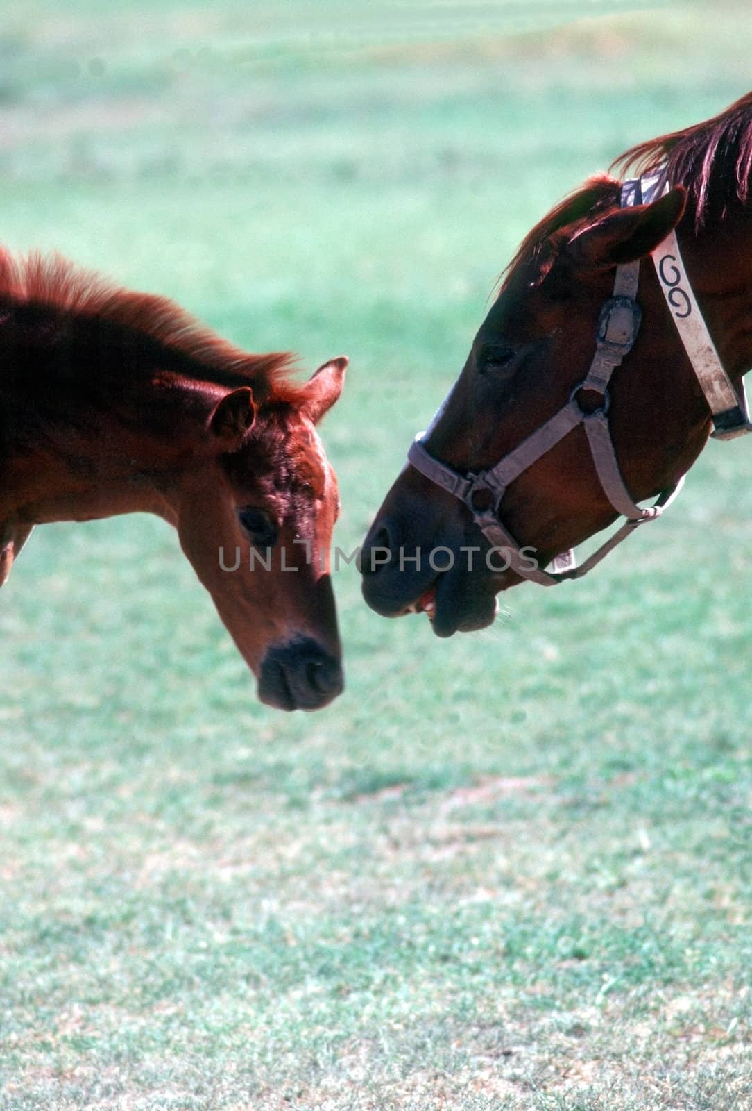 Mare with foal