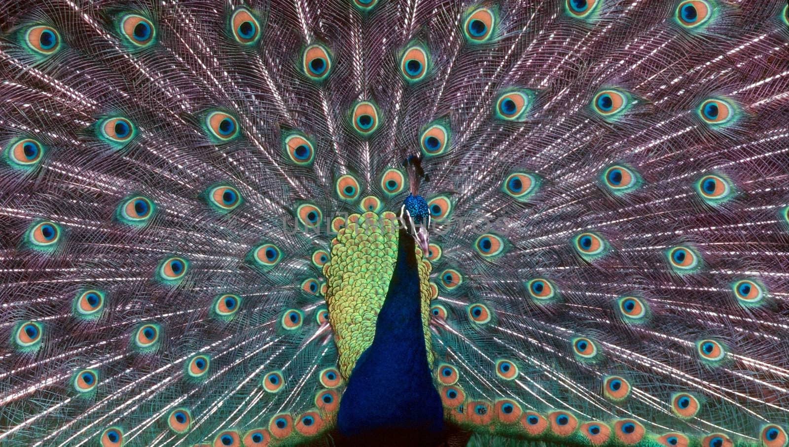 Peacock by jol66