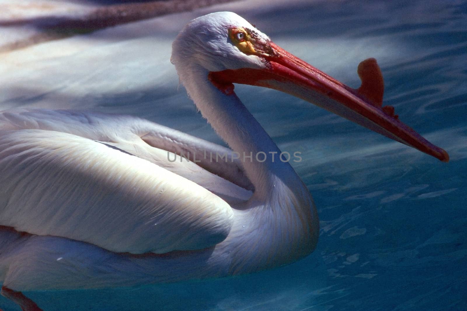 Pelican by jol66