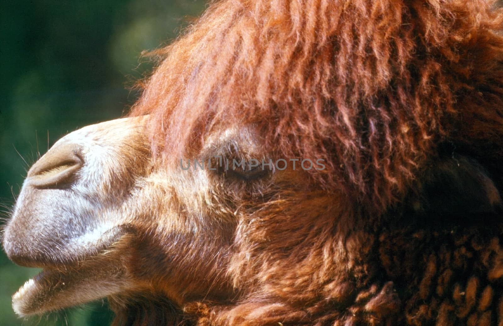 Side view of camel head