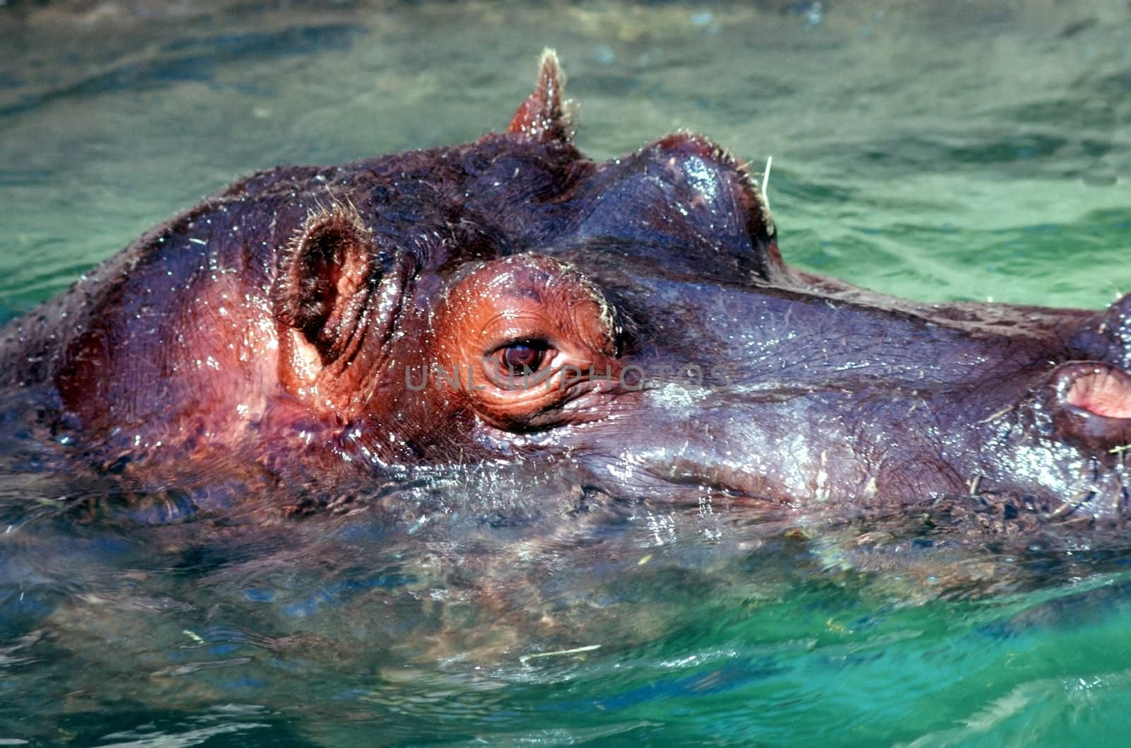 Close up of a hypo head in water