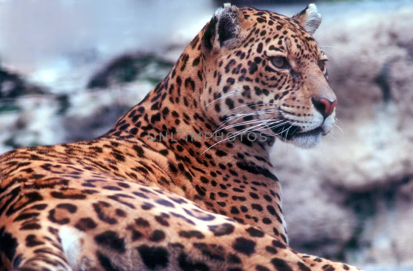 Leopard by jol66