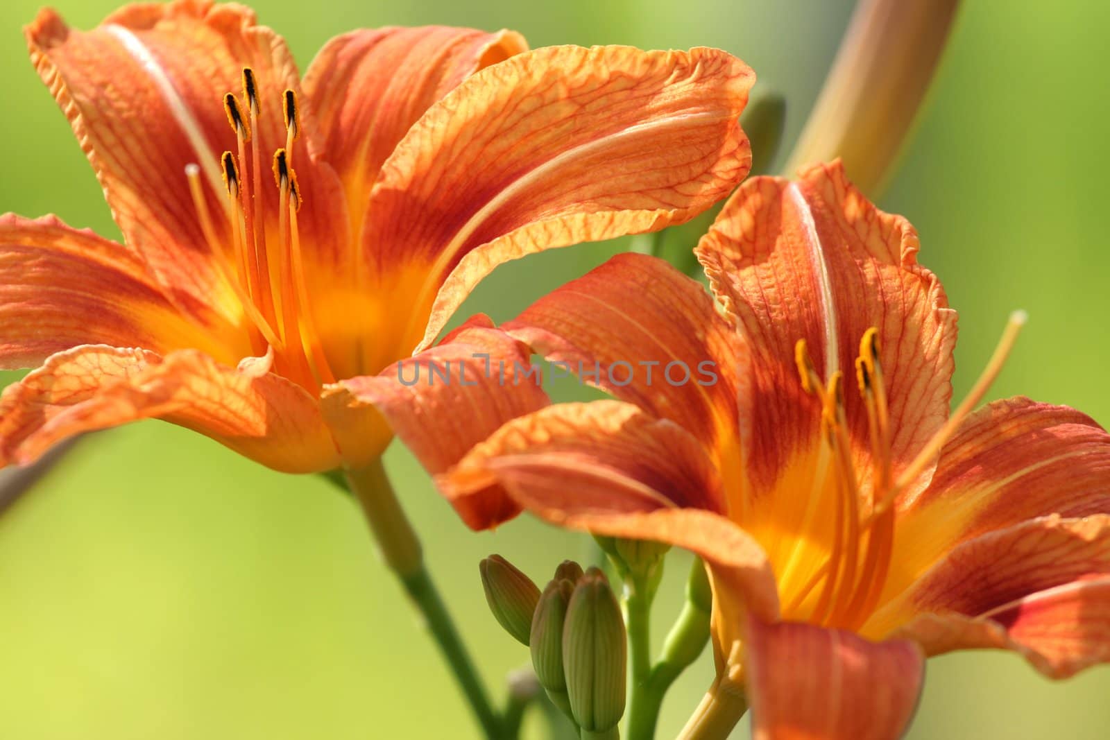 Beautiful vibrant orange lilies with green background blur