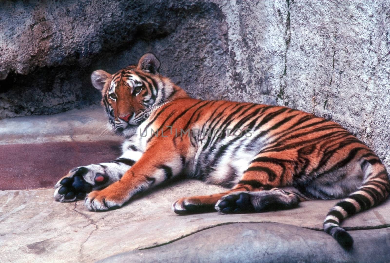 Tiger by jol66