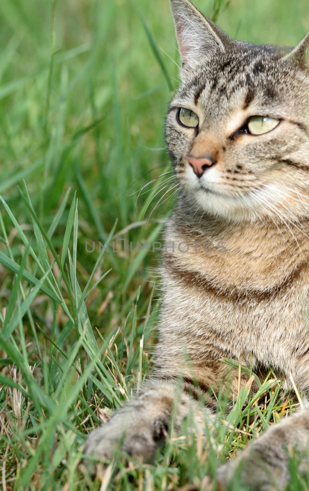 GRay tabby cat resting in grass by jarenwicklund