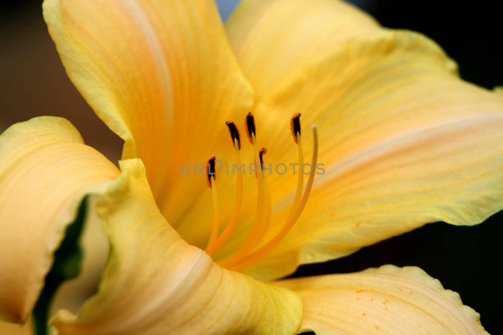 Yellow asiatic lily on black by jarenwicklund
