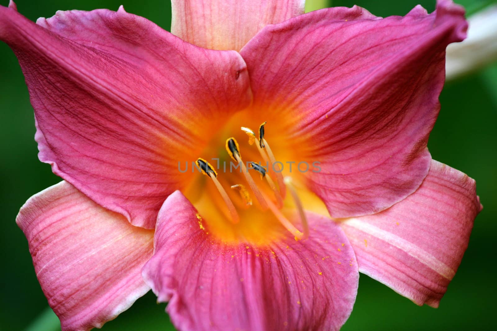 Pink asiatic lily by jarenwicklund