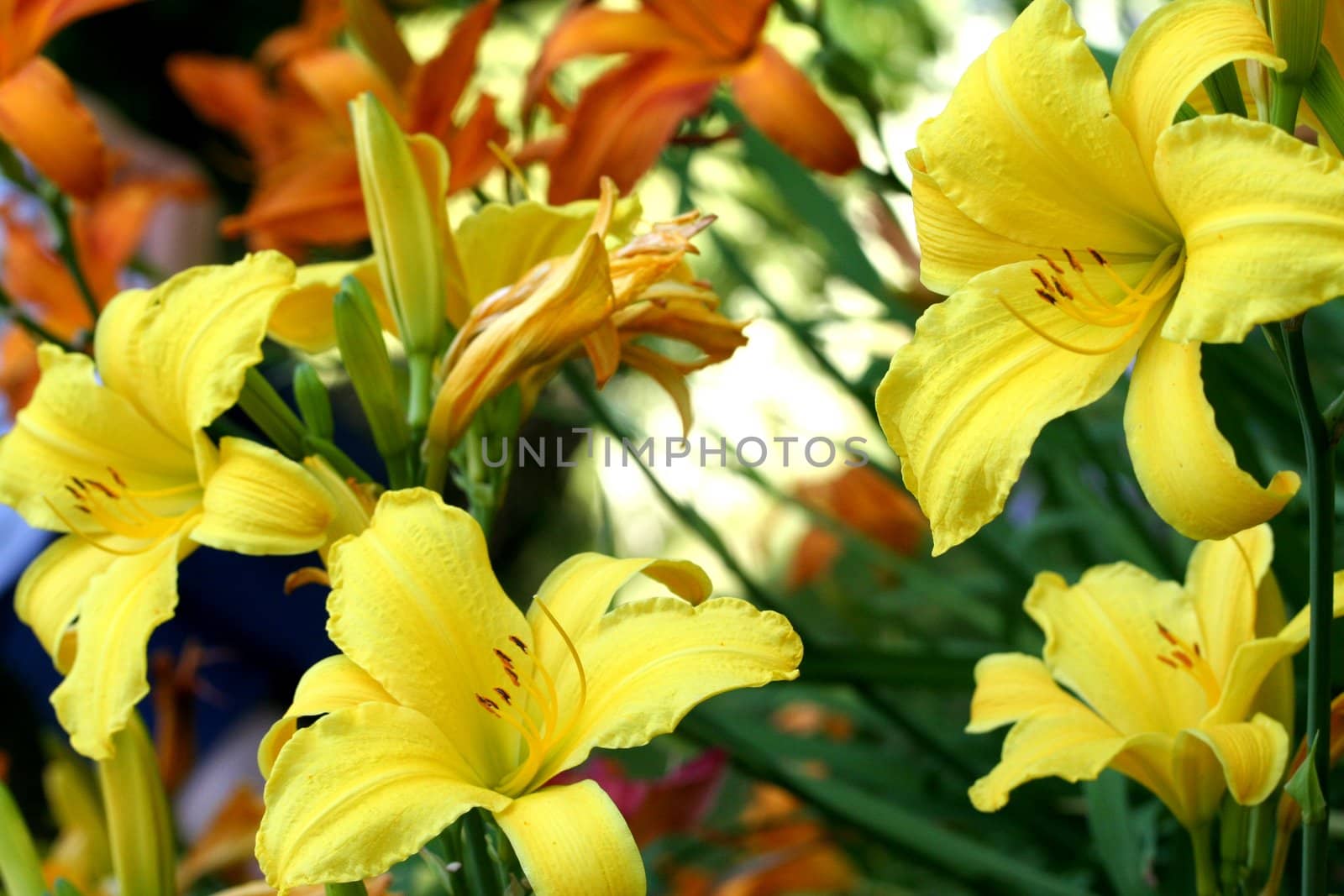 Garden filled with yellow and orange lilies