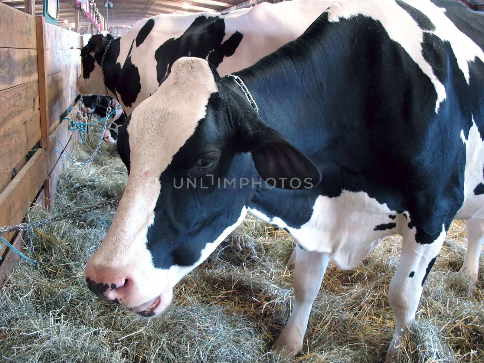 A closeup of a dairy cow eating hay in the barn - chewing his cud.