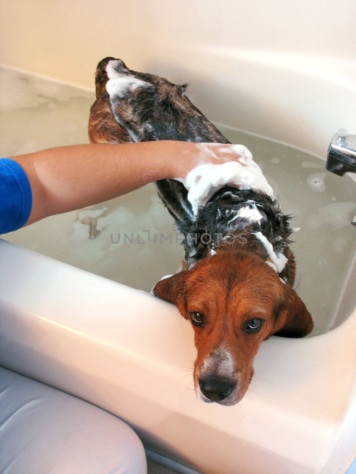 A cute beagle in the tub getting a bath - he looks like he really wants to get out of there.
