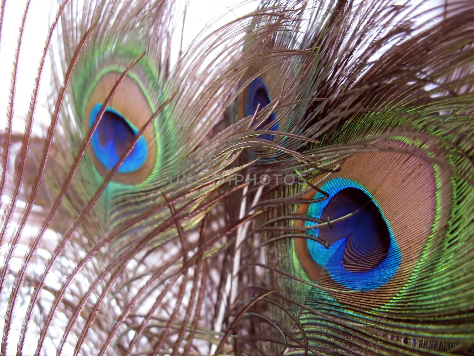 a nice arrangement of peacock feathers over white
