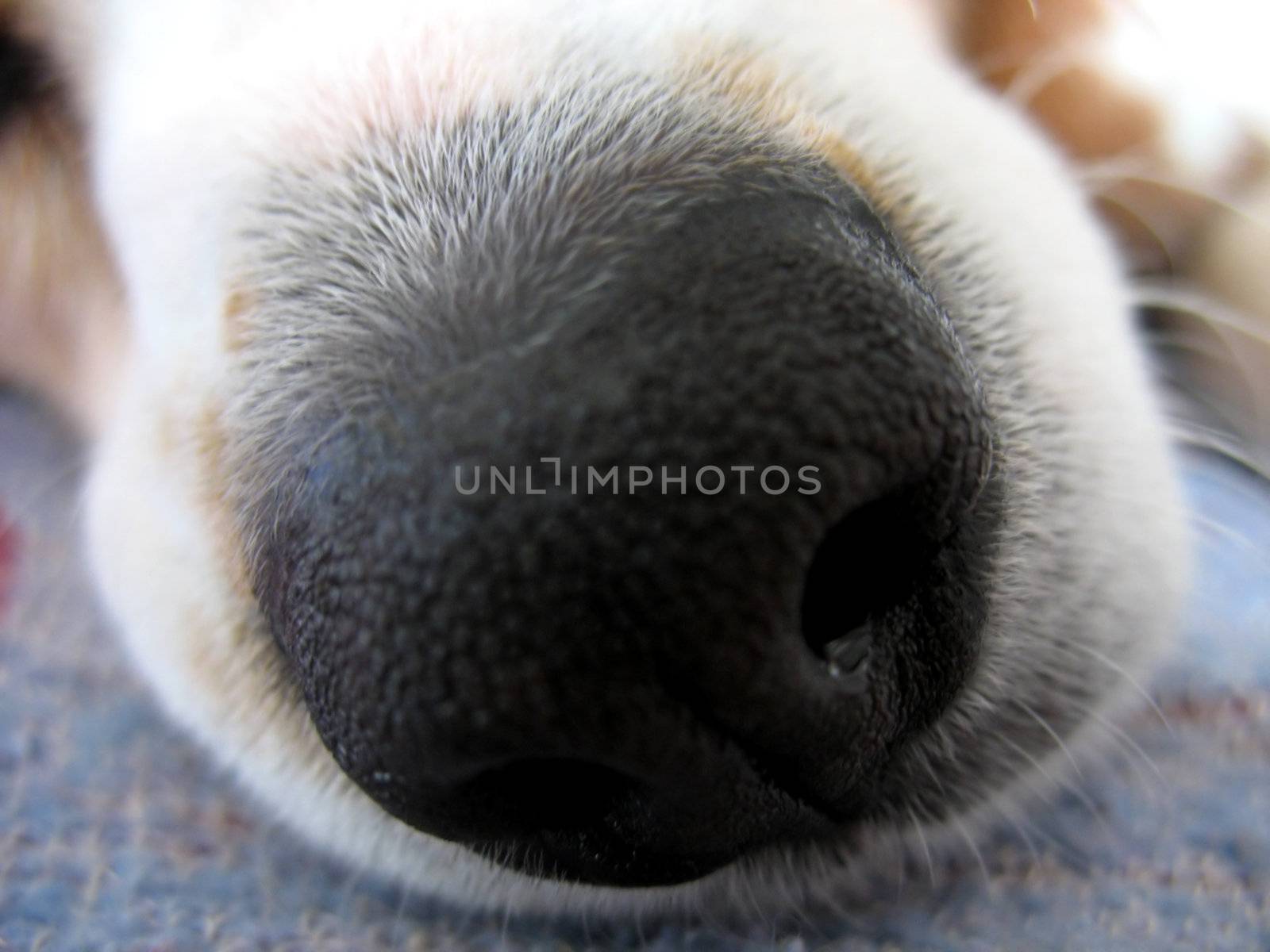 A macro shot of a beagle dog's nose.