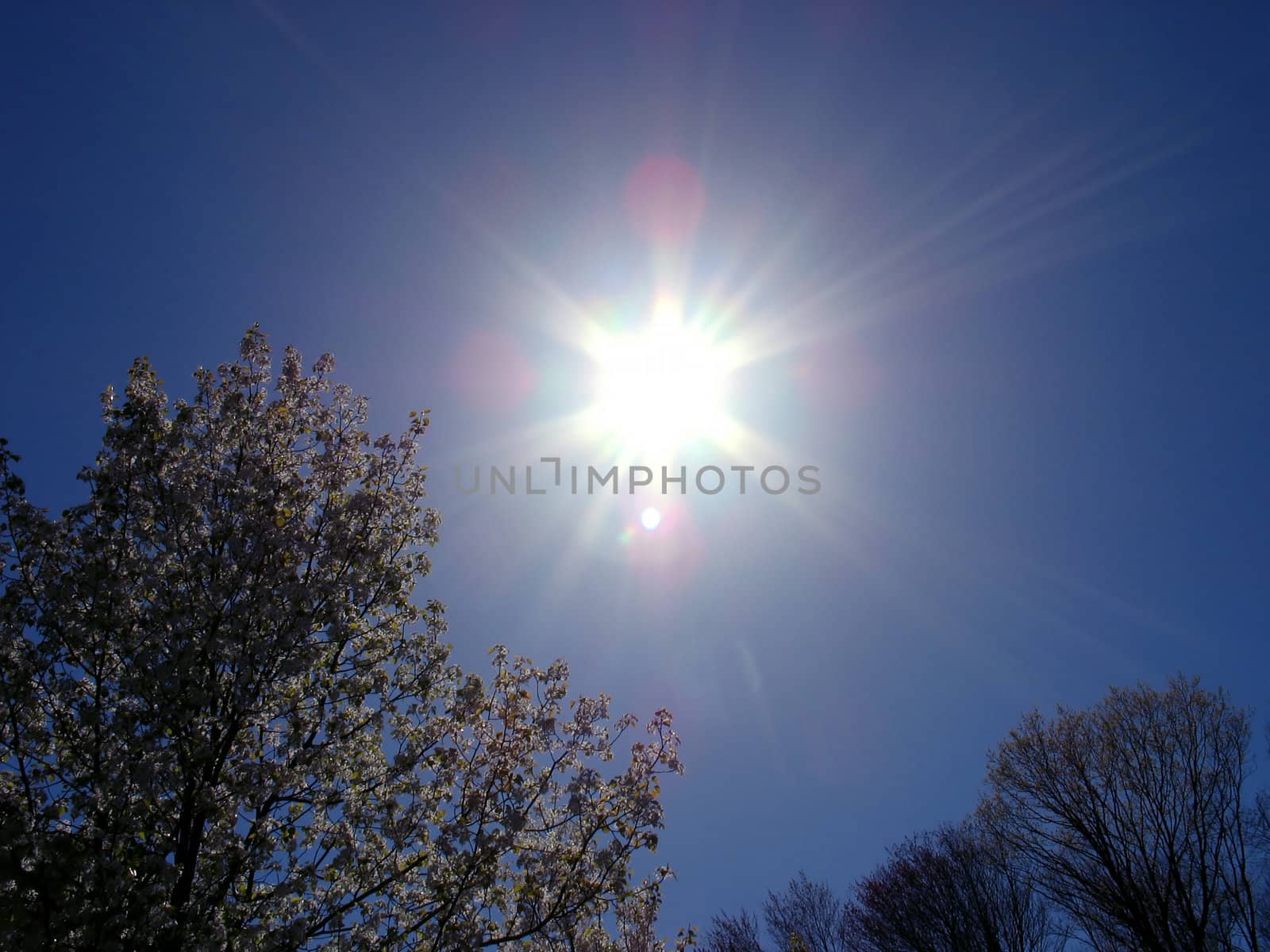 A beautiful lens flare over some blossoming trees in the springtime.