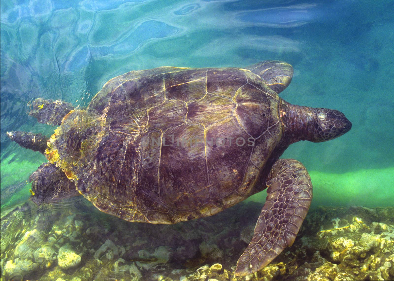 Sea Turtle underwater at the Cayman Turtle Farm