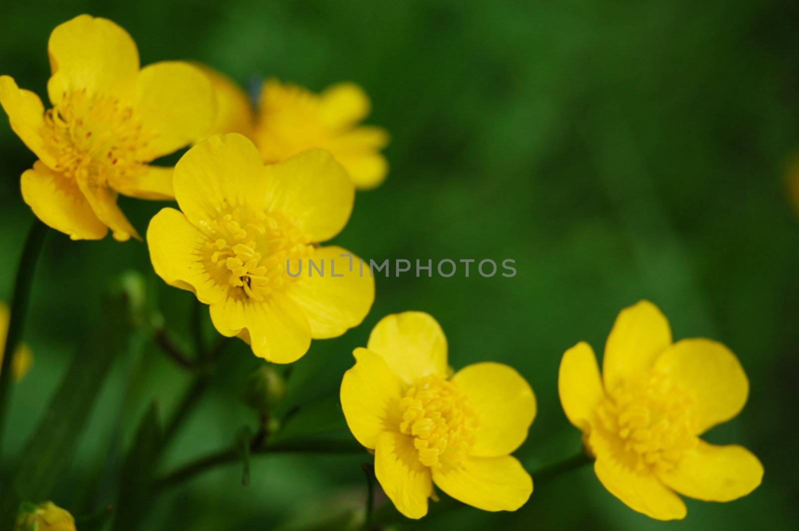 Yellow buttercups by Angel_a